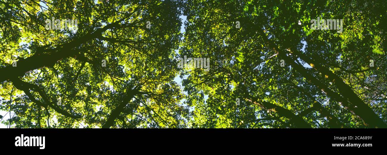 Niedrige Winkelansicht des Baumzweiges, Hoyt Arboretum, Washington Park, Portland, Oregon, USA Stockfoto