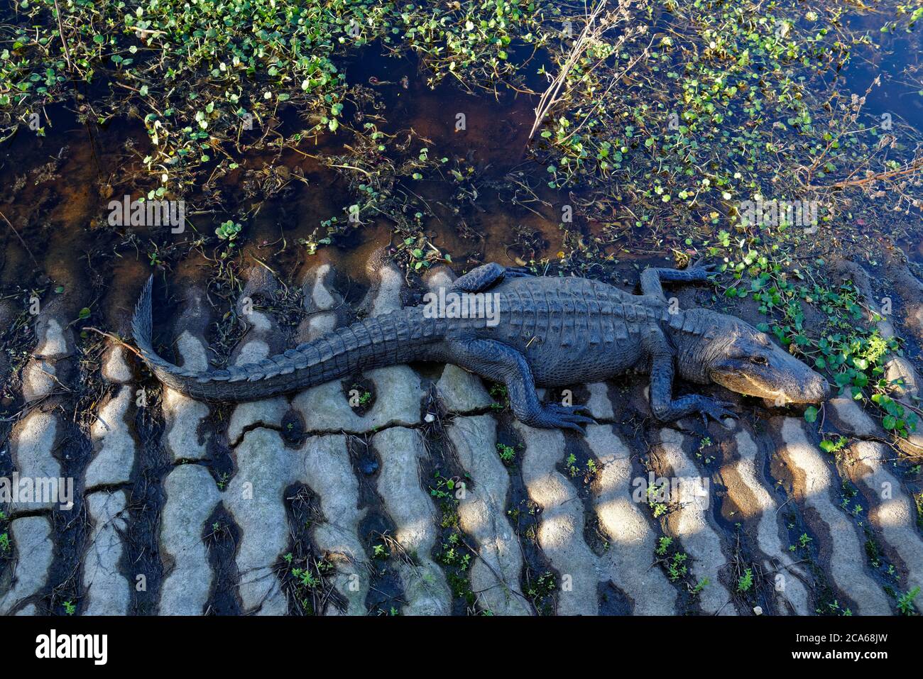 Ein amerikanischer Alligator, der im Schatten der Betonrutsche des Elm Lake im Brazos Bend State Park liegt, von oben betrachtet. Stockfoto