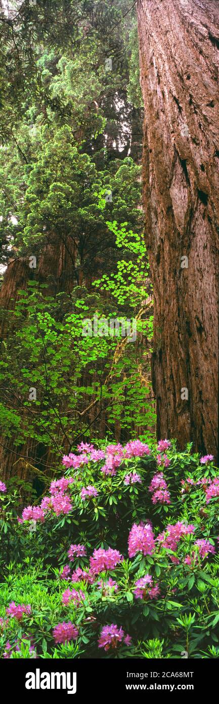 Ansicht des blühenden Rhododendrons, Trinidad, Kalifornien, USA Stockfoto