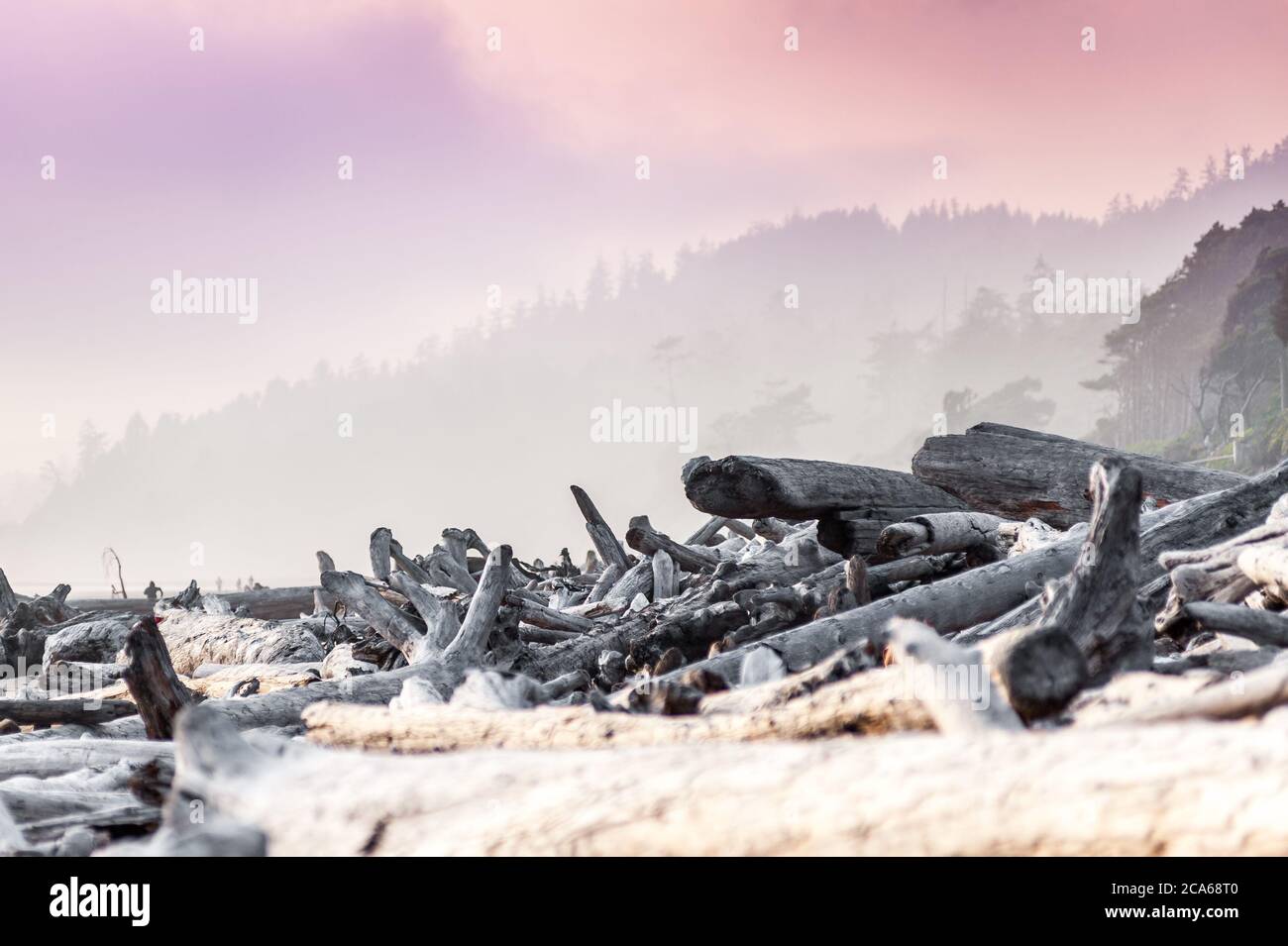 Blick auf Kalaloch Beach mit Treibholz, Olympic National Park, Washington, USA Stockfoto