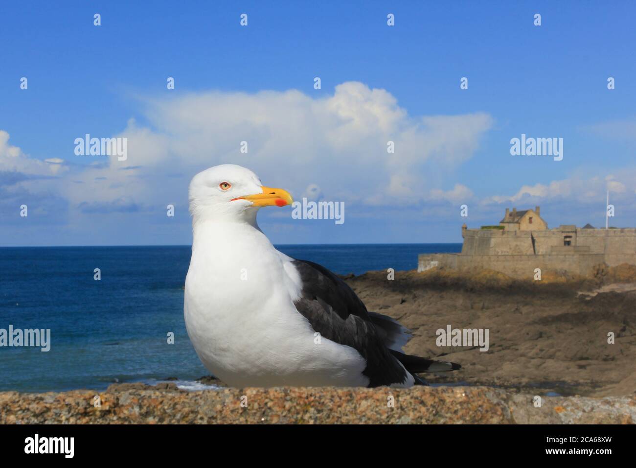 Möwe mit leuchtend gelben Schnabel ruht auf einem Stein mit Meer und Schloss im Hintergrund Stockfoto