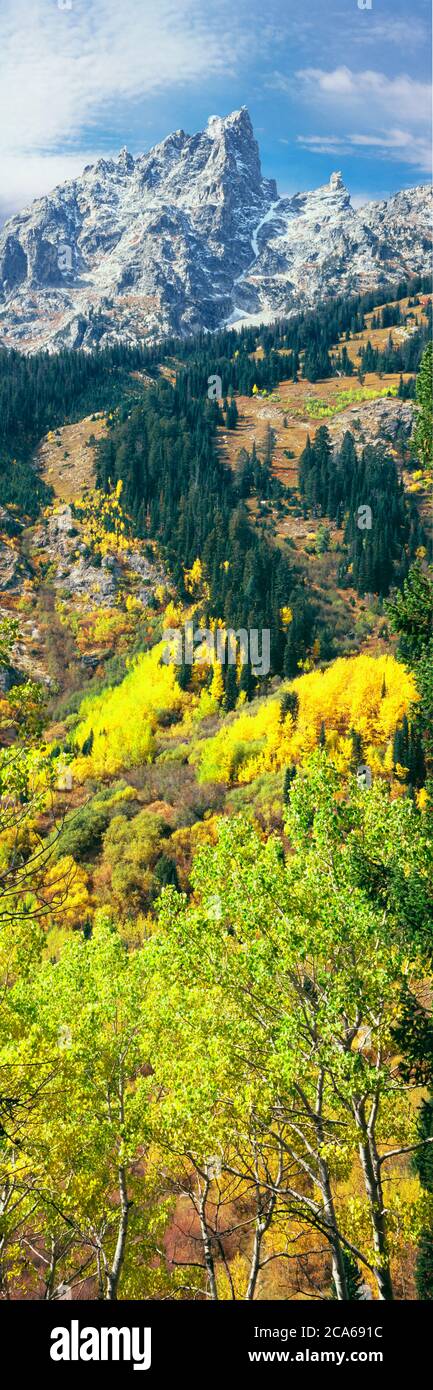 Blick auf Bäume am Fuße des Berges, Aspen, Mount Teewinot, Grand Teton National Park, Wyoming, USA Stockfoto