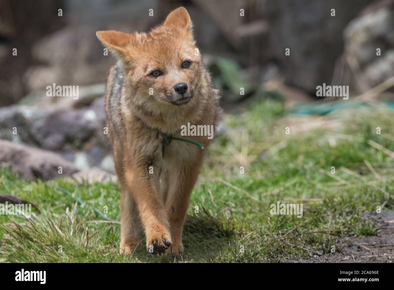 Ein junger andenfuchs (Lycalopex culpaeus), der von Jägern gefangen und als Haustier gehalten wurde. Stockfoto