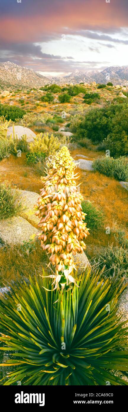 Nahaufnahme des spanischen Bajonetts, Culp Valley, Anza-Borrego Desert State Park, Kalifornien, USA Stockfoto