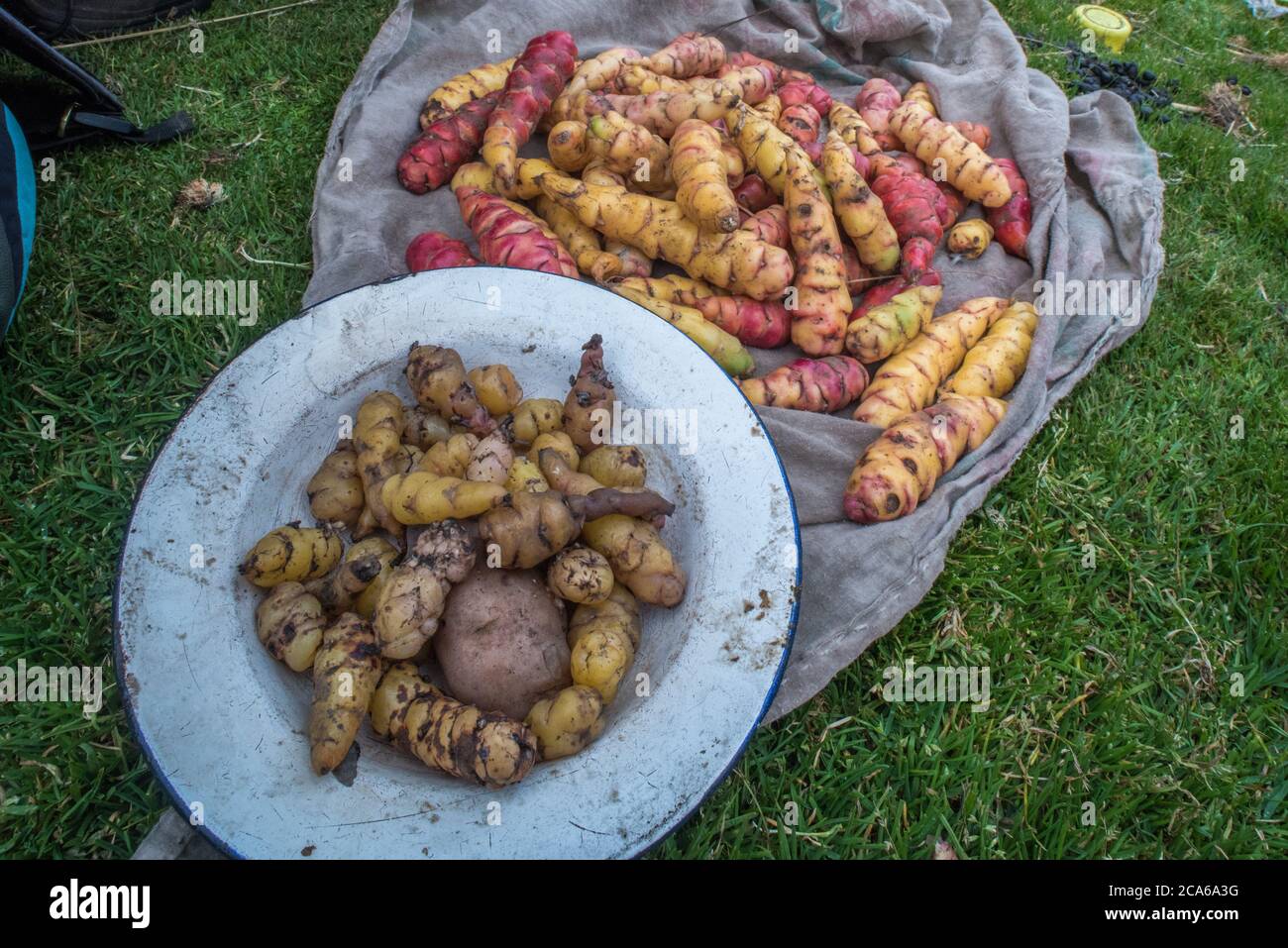 Frisches oca, eine Art Wurzelgemüse, nach der Ernte in den peruanischen Anden. OCA wird hier seit der Zeit vor incan angebaut. Stockfoto