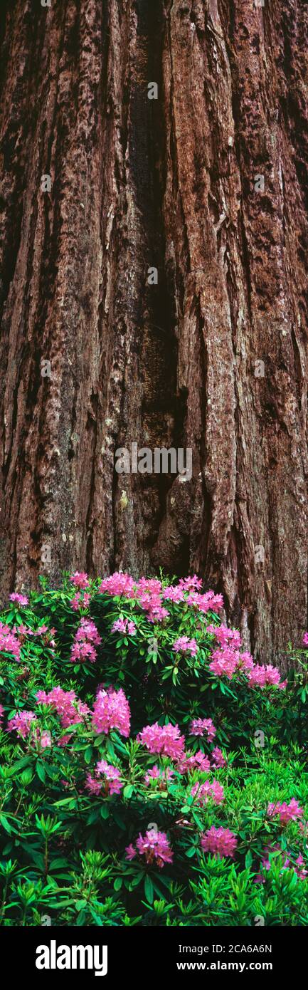 Blühender Rhododendron unter dem Mammutbaum (Sequoiadendron giganteum), Trinidad, Kalifornien, USA Stockfoto