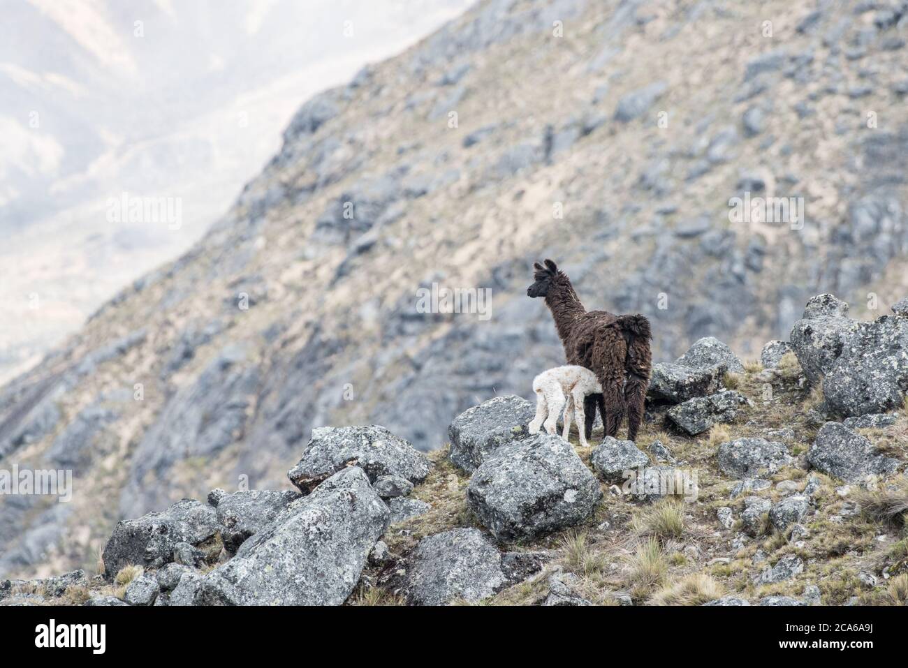 Eine Alpaka und ihr Kalb stehen auf einem felsigen Hügel in den peruanischen Anden. Stockfoto