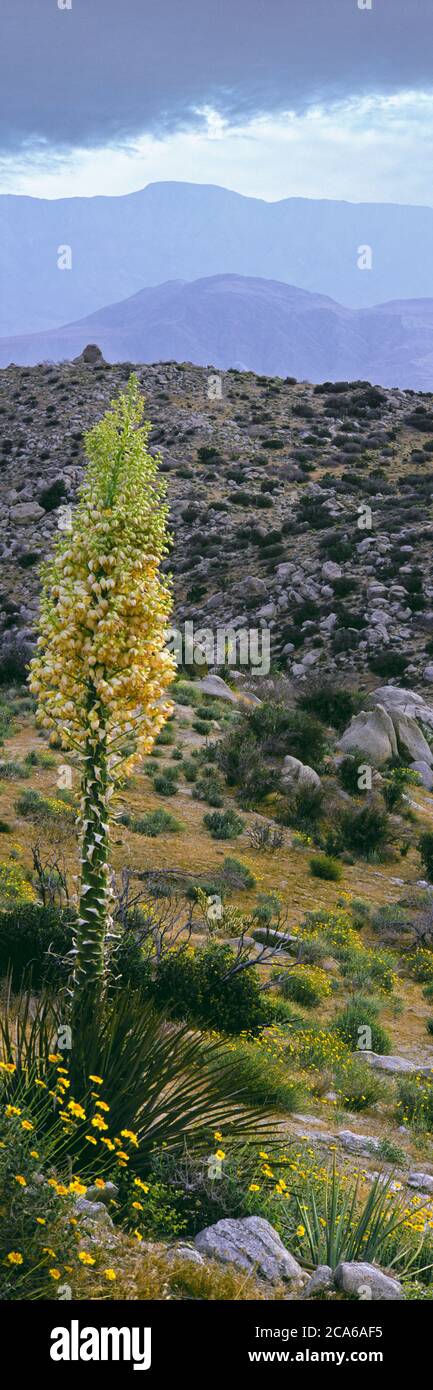 Yucca, Culp Valley, Santa Rosa Mountain Range, Anza Borrego Desert State Park, Kalifornien, USA Stockfoto