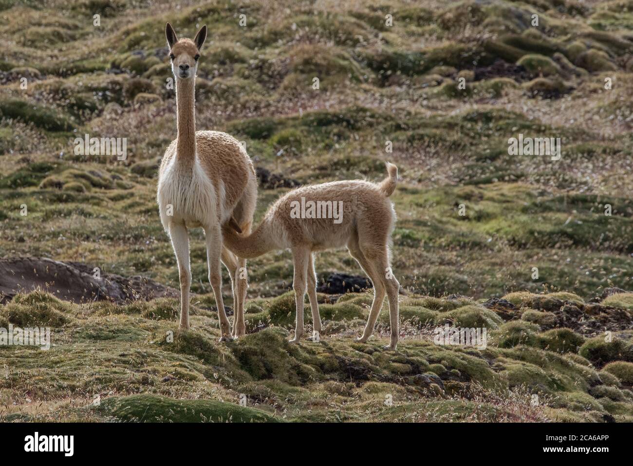 Vicuna vicugna vicugna mutter und kalb Fotos und Bildmaterial in