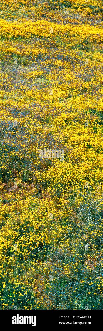 Viele gelbe Wildblumen, Rattlesnake Canyon, Ramona, Kalifornien, USA Stockfoto