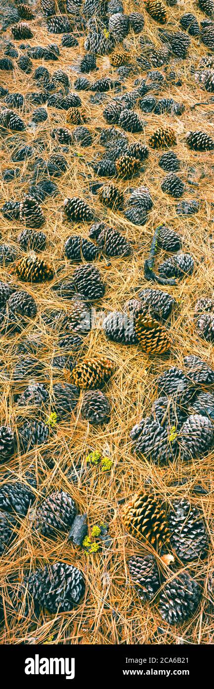 Pinienzapfen auf Waldboden, Campo Alto Campground, Los Padres National Forest, Kalifornien, USA Stockfoto