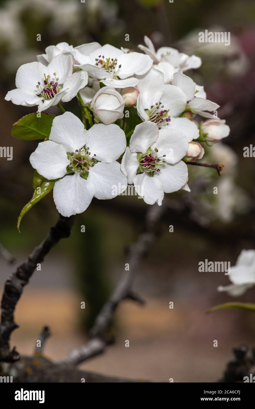 Blühende Callery Pear (Pyrus calleryana 'Capital') Stockfoto