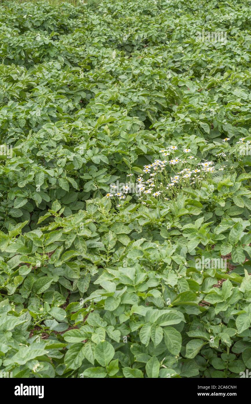 Blühende Maigauge / Tripleurospermum inodorum in einem Kartoffelfeld. Mitglied der Asteraceae einmal als Heilpflanze in pflanzlichen Heilmitteln verwendet. Stockfoto