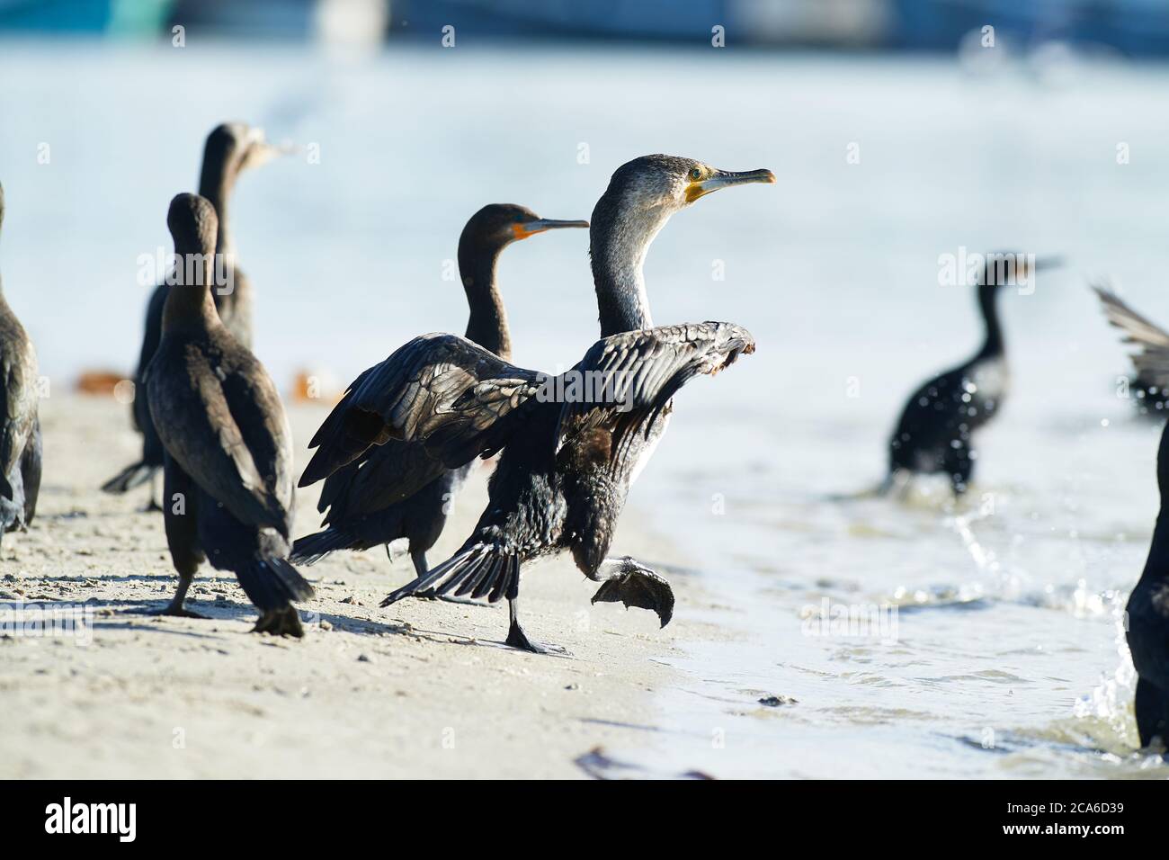 Kap Cormorant in Velddriff River, Westkap Stockfoto