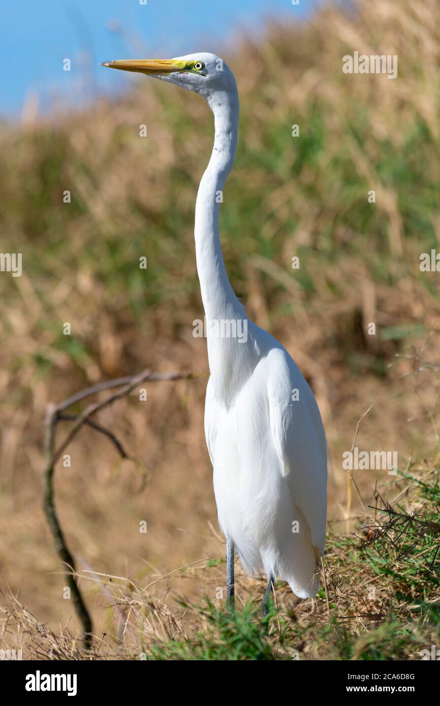 Großer Weißer Reiher, der in seinem Lebensraum in Brasilien hoch steht. Ardea Alba Stockfoto