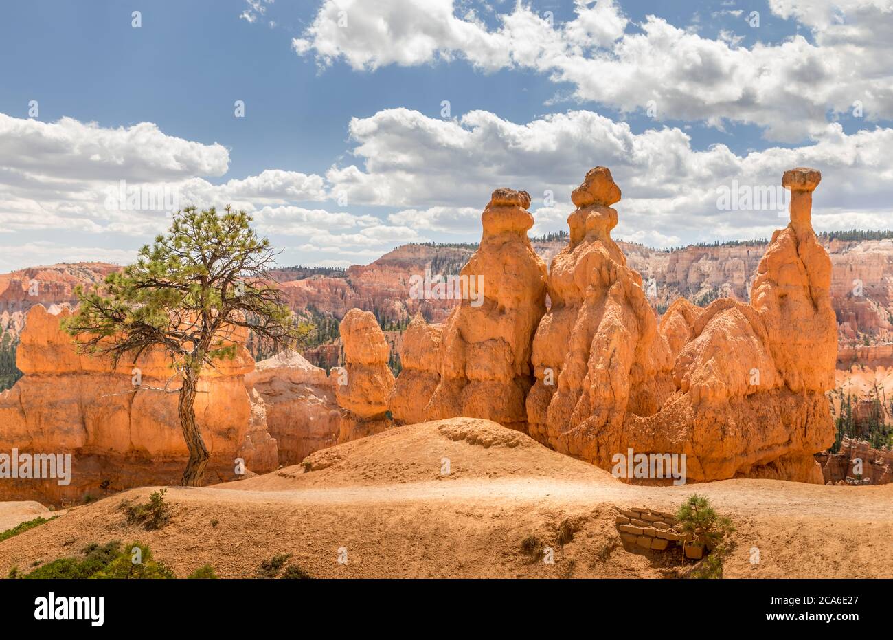 Hoodoos und ein einzelner Baum im Bryce Canyon, Utah Stockfoto