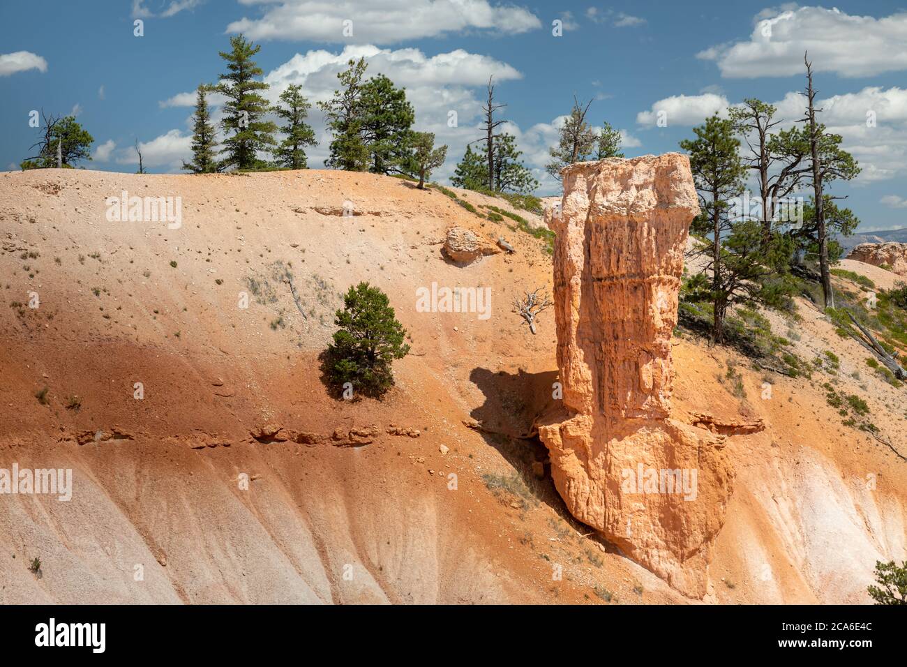 Hoodoos und Bäume im Bryce Canyon, Utah Stockfoto