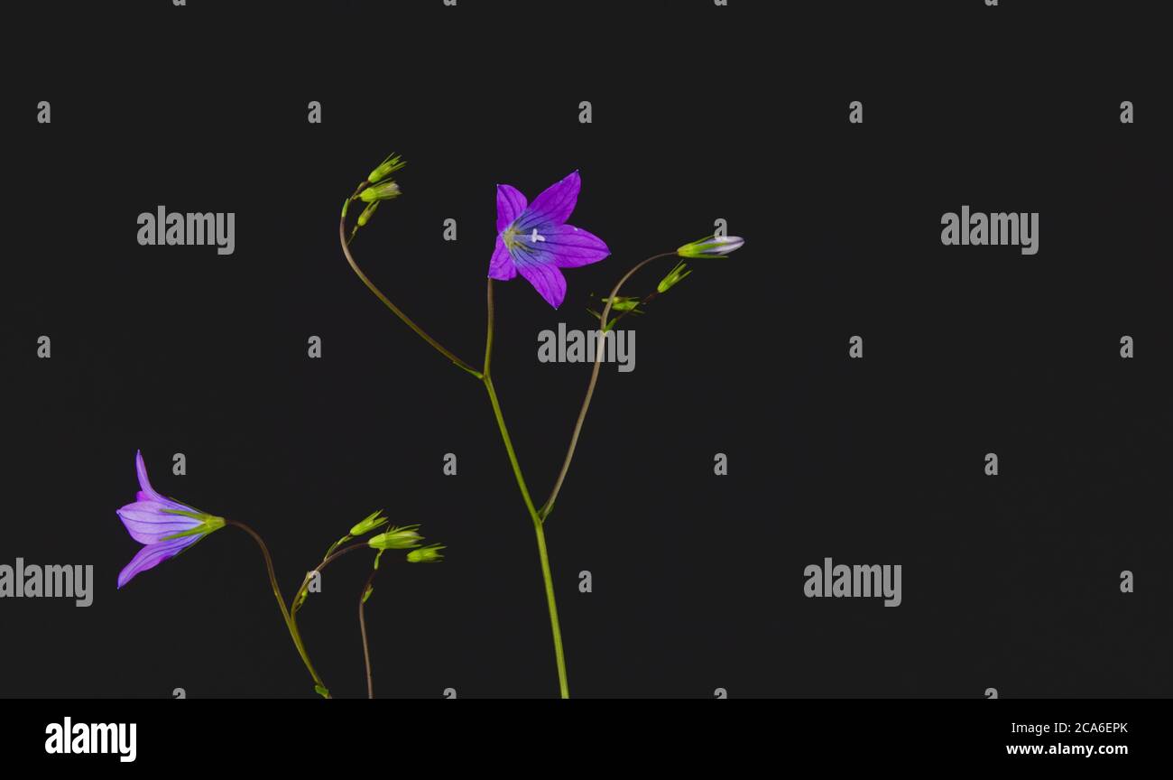 Nahaufnahme einer sich ausbreitende Glockenblume, auf schwarzem Hintergrund, wissenschaftlicher Name Campanula patula Stockfoto