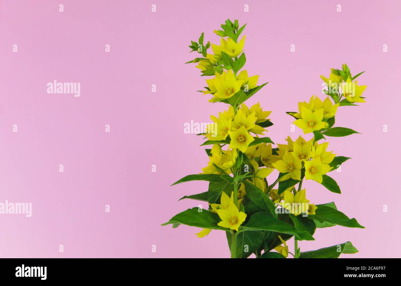 Gelbe europäische Blume gepunktete Loosestrife isoliert auf schwarzem Hintergrund , auch bekannt unter den Namen großer gelber Loosestrife, gefleckte Loosestrife Stockfoto