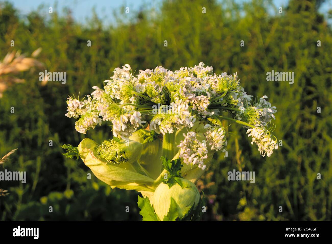 Blumen eines riesigen Hogweed, wissenschaftlicher Name Heracleum mantegazzianum Stockfoto