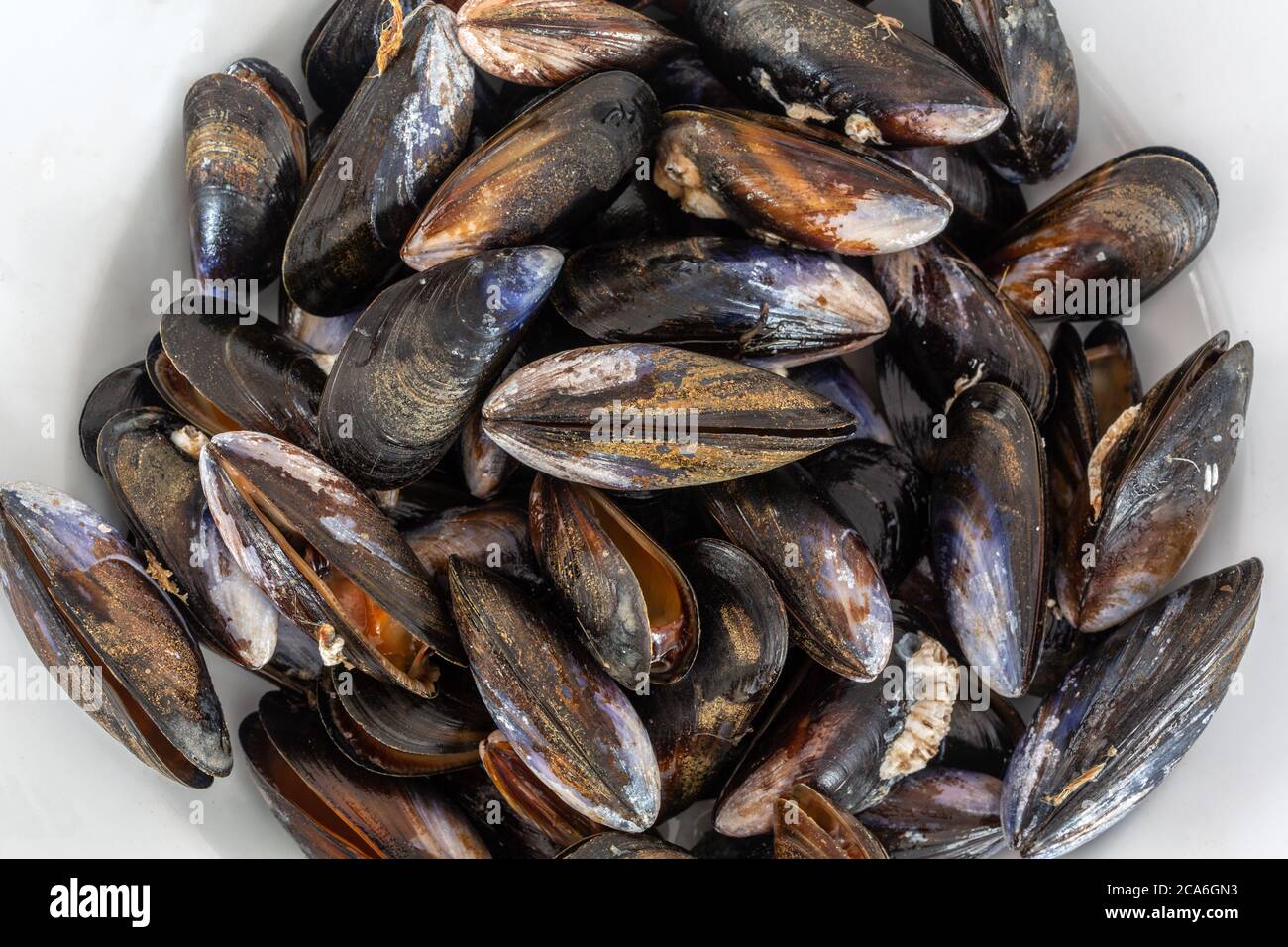 Muscheln - Nahaufnahme Stockfoto