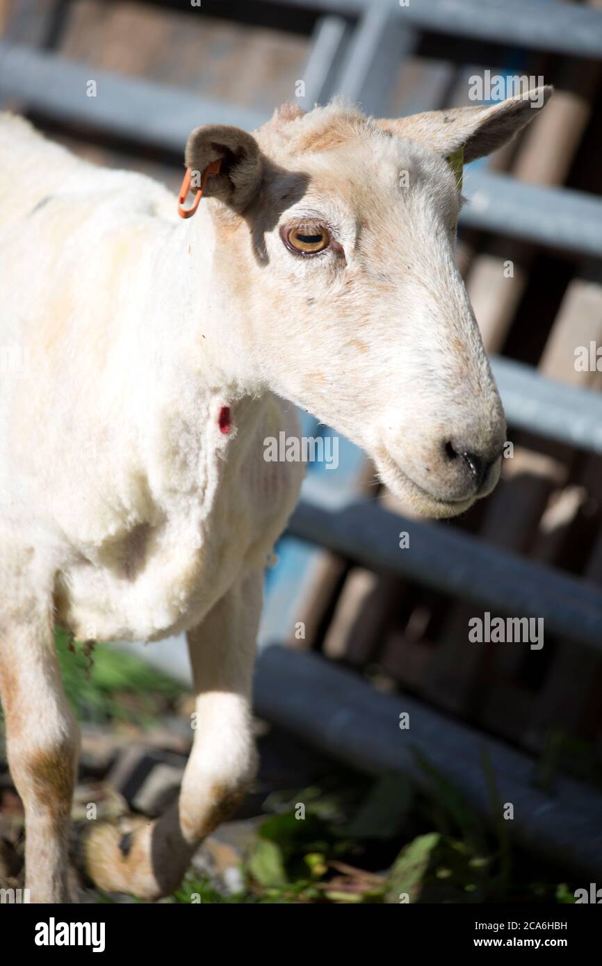 Schafschur Stockfoto