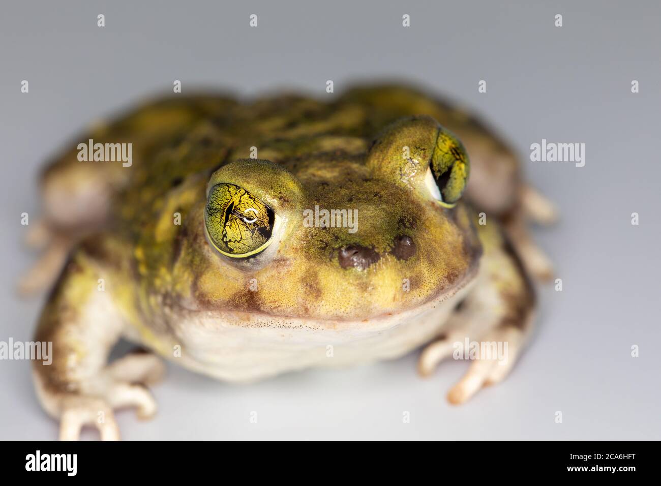 Kuss mich, du Narr Stockfoto