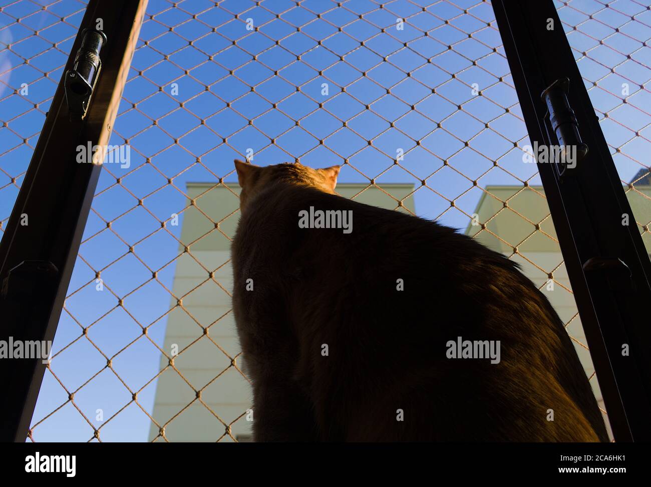 Gelbe Katze auf der Suche nach dem blauen Himmel Stockfoto