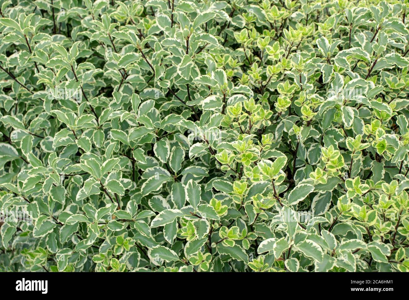Rot-bellte, weiße oder sibirische Dogwood Hecke Nahaufnahme. Cornus alba Sorte mit buntem Laub. Stockfoto
