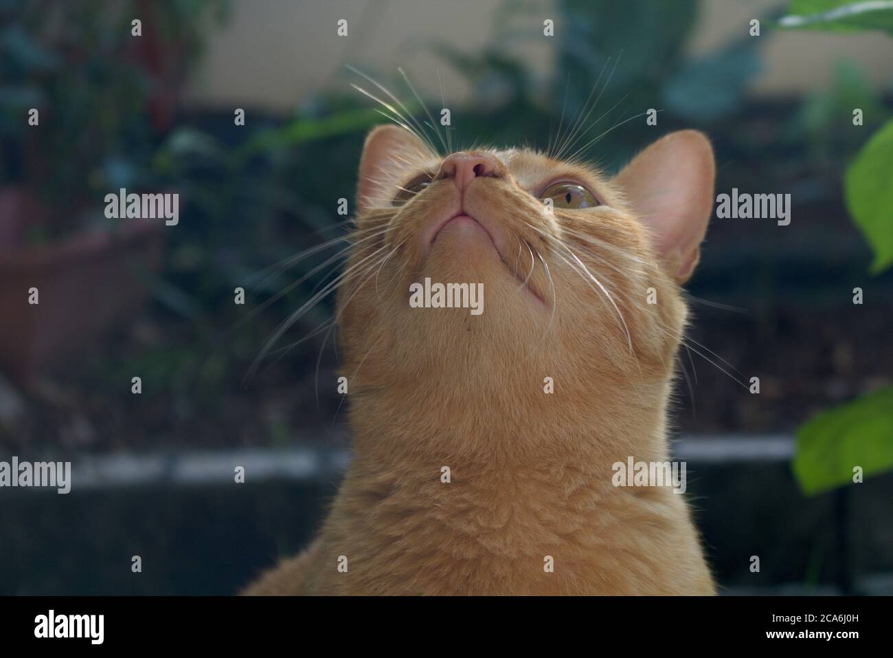 Gelbe Katze schaut in den Himmel Stockfoto