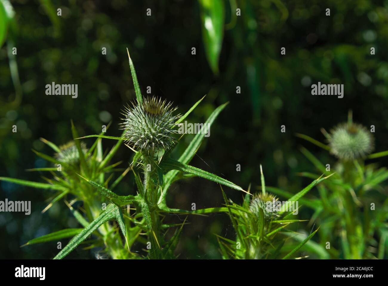 Nahaufnahme der Blattläppchen einer Speerdistel auch kwon als gewöhnliche Distel, wissenschaftlicher Name Cirsium vulgare Stockfoto