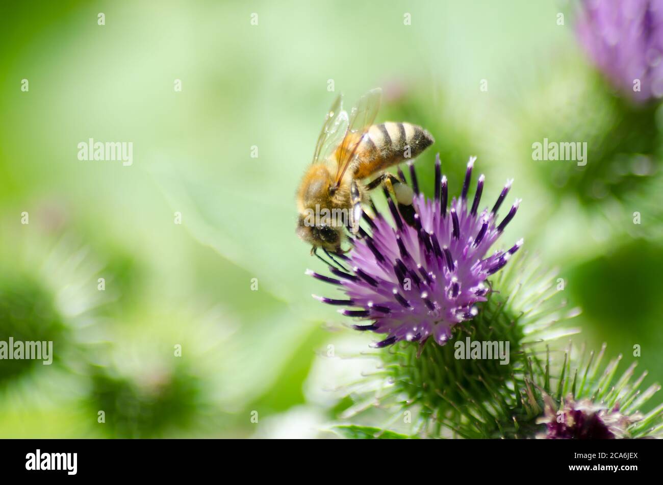 Eine westliche Honigbiene (APIs mellifera) auf einer Distel Stockfoto