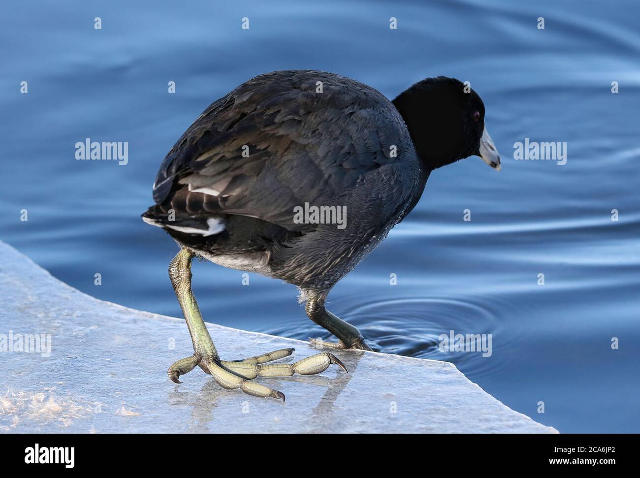 Eine Nahaufnahme des Fußes eines amerikanischen Raufusses auf dem Eis, während der Raufuß sich im Winter wieder ins Wasser zurückzieht. Stockfoto