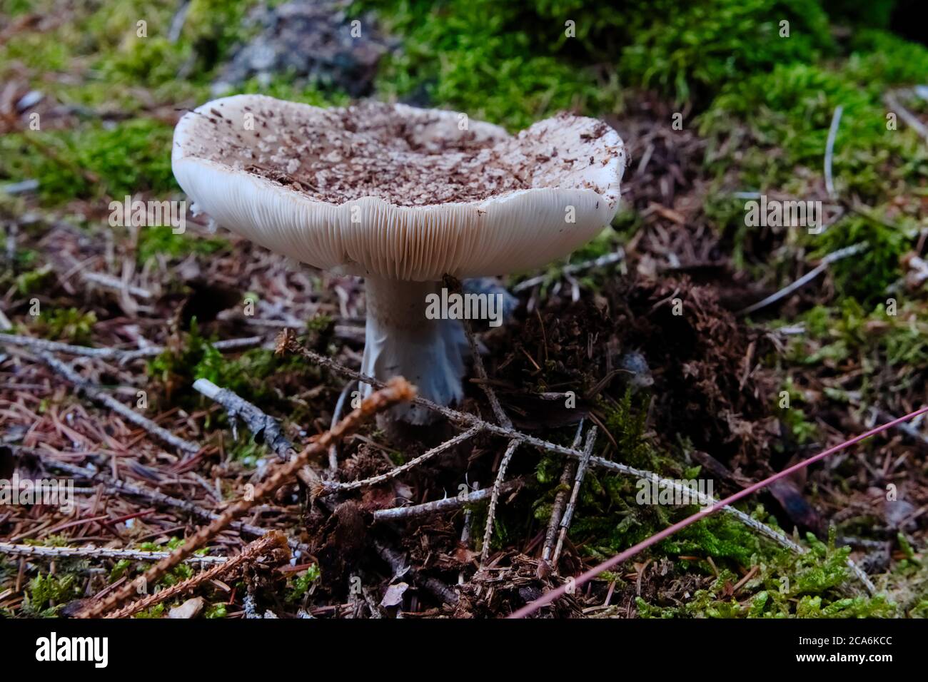 Wild Mushroom bekannt als Busher wächst im trockenen boden des Waldes. Wissenschaftlicher Name Amanita rubescens Stockfoto