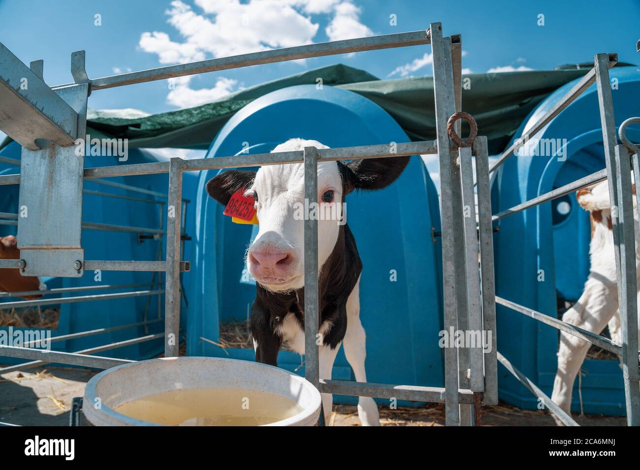 Junge süße Kalb in Kalbshaus-Box auf daity Farm, Nahaufnahme Tierporträt. Stockfoto