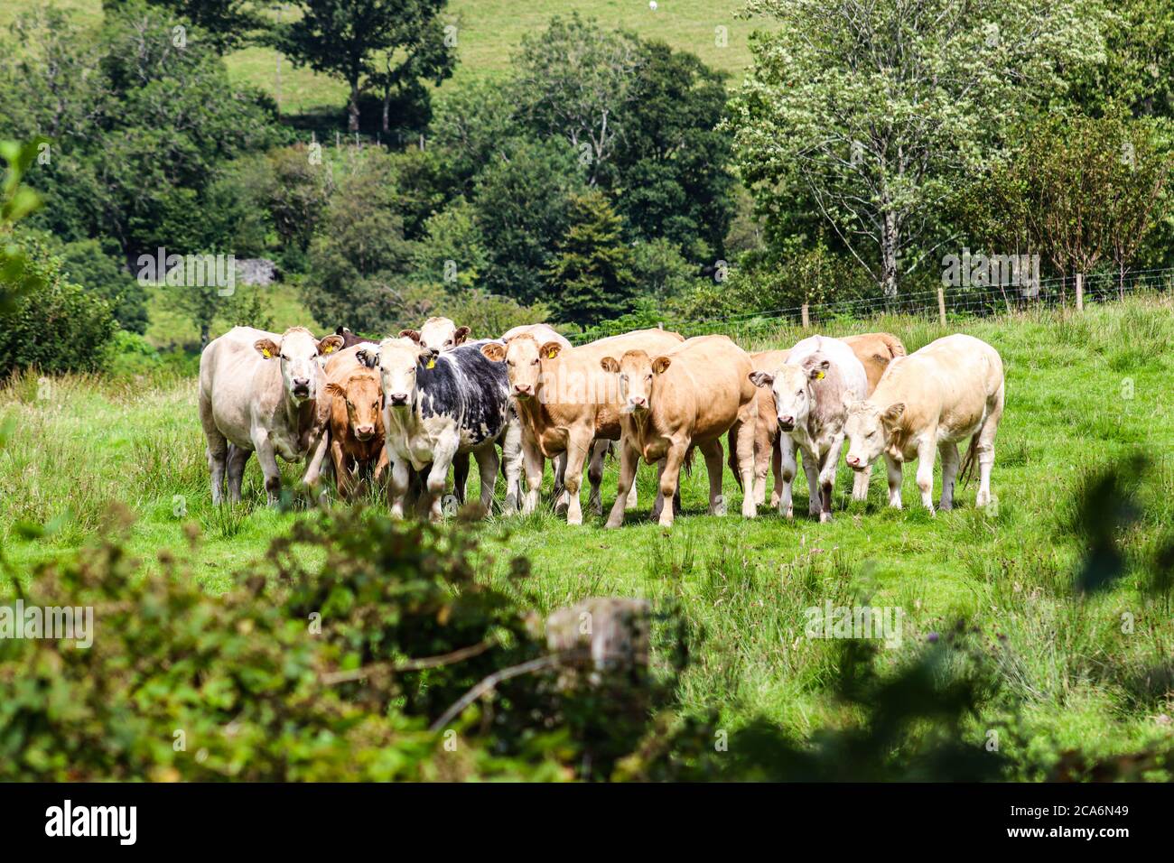 Immer das Gefühl, dass Sie beobachtet werden Stockfoto