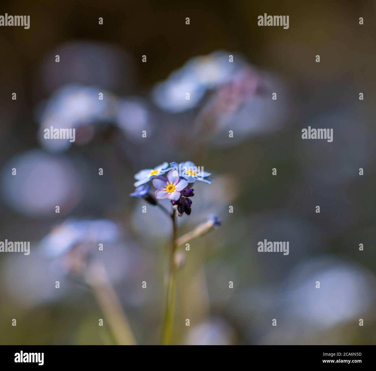 Myosotis sylvatica, Forget-Me-nots, Staat New York, USA. Stockfoto