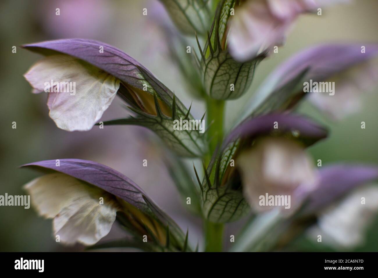 Kultivierter Acanthus, New York State, USA. Stockfoto