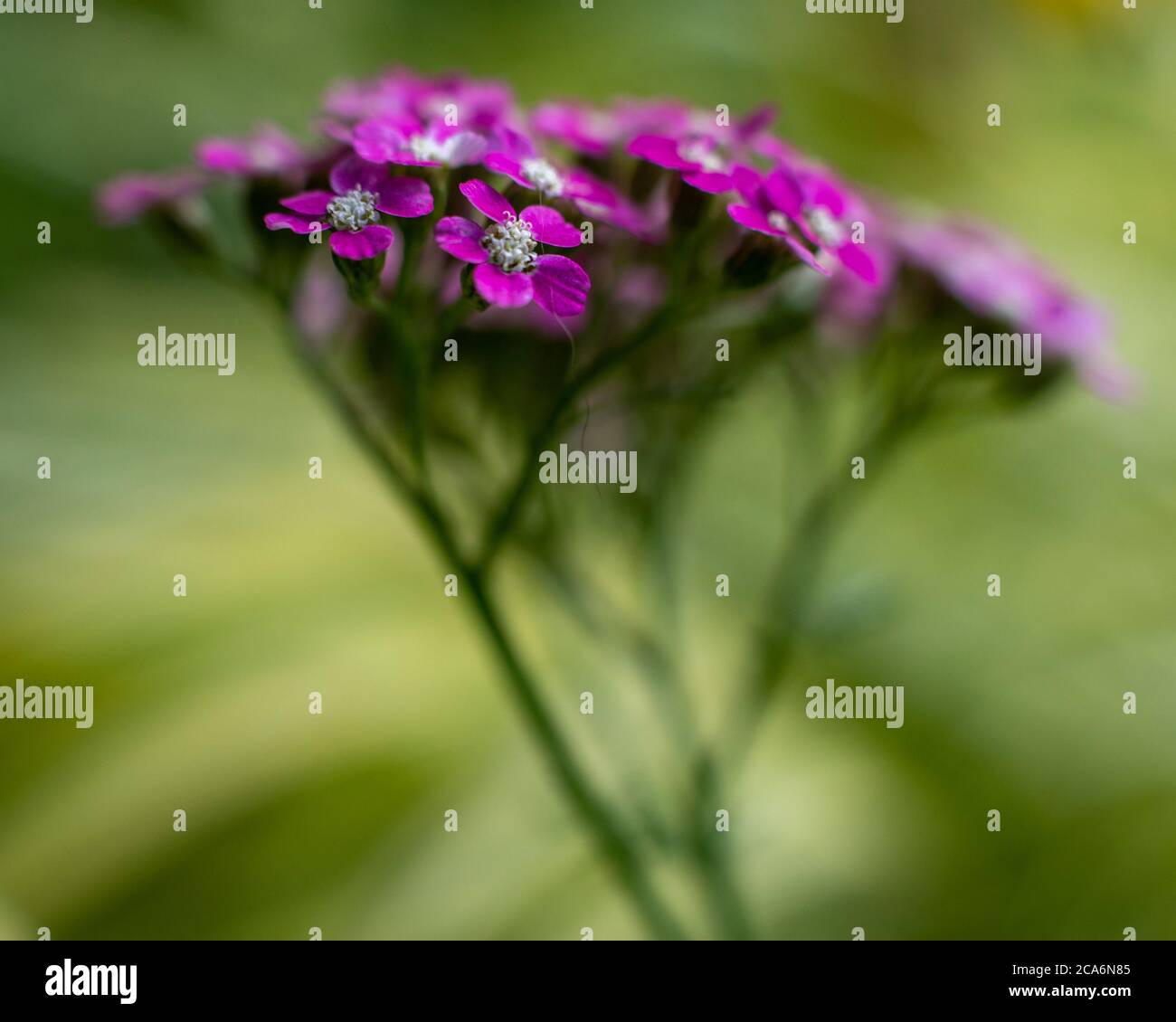 Achillea millefolium, Schafgarbe, New York State, USA. Stockfoto