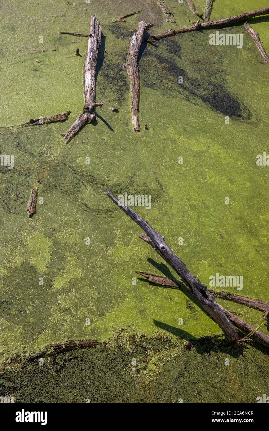 Algenblüte und tote Bäume, Jacksonburg, Herkimer County, New York. Stockfoto