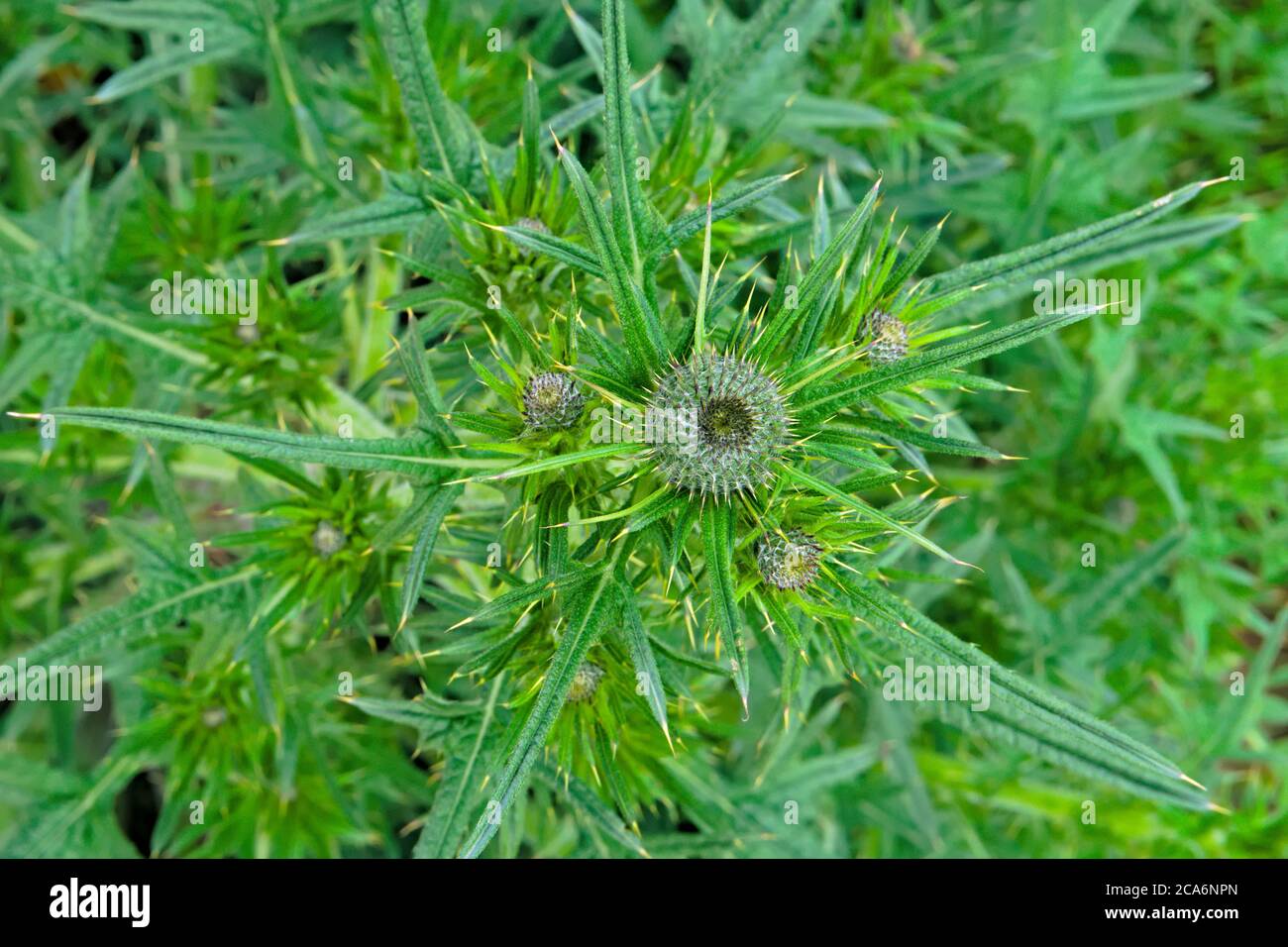 Nahaufnahme der Blattläppchen einer Speerdistel auch kwon als gewöhnliche Distel, wissenschaftlicher Name Cirsium vulgare Stockfoto