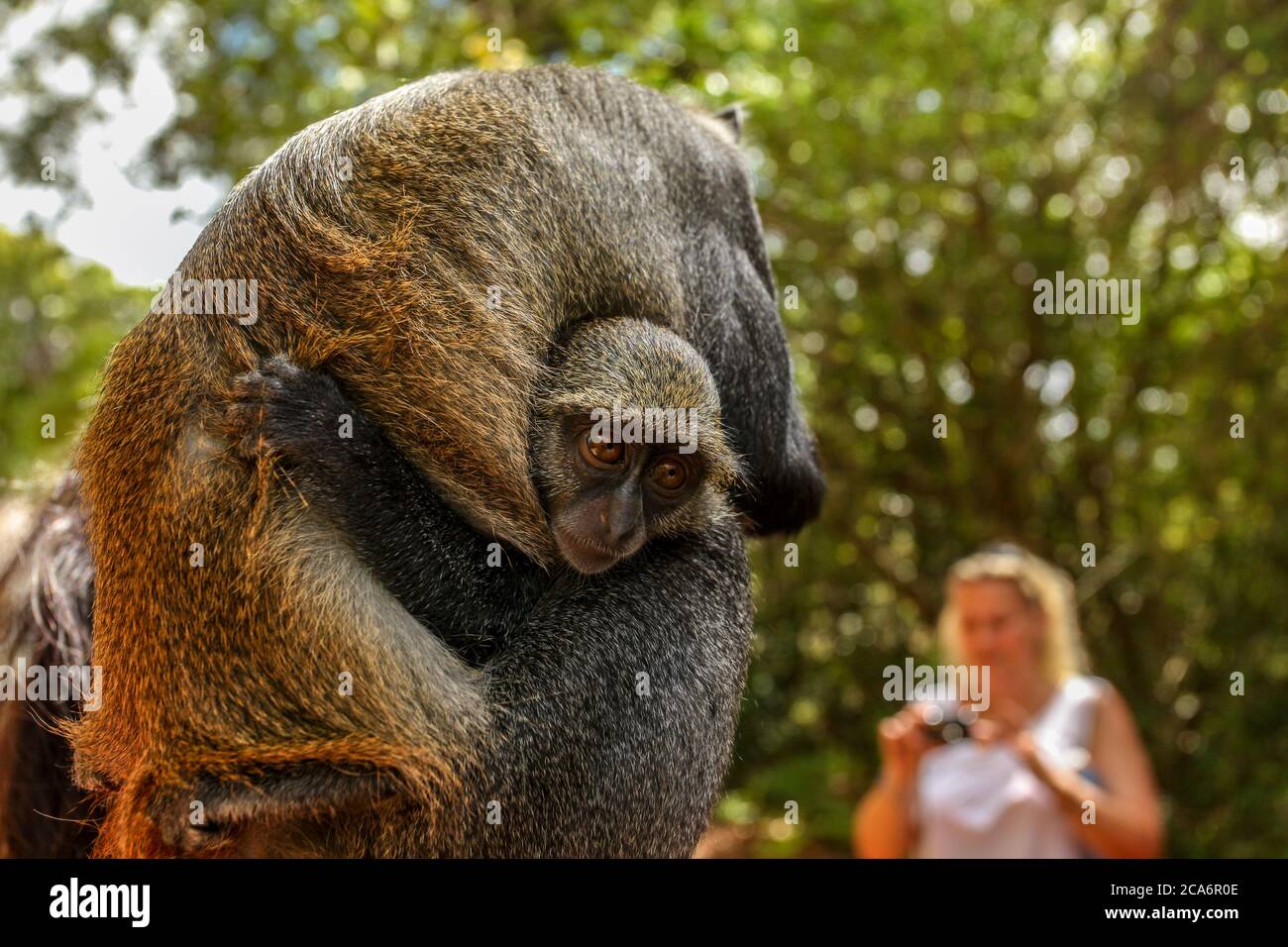 Baby Sykes' Samango-Affe (Cercopithecus albogularis) hält sich an ihre Mutter, die von verschwommenem Touristen im Hintergrund fotografiert wird. Gede, Watamu regio Stockfoto