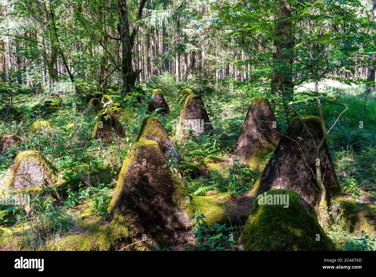 Überreste des ehemaligen Westwall, Panzerfallen, an der Grenze zu Belgien, in einem Wald in der Nähe des Dorfes Miescheid, NRW, Deutschland, Stockfoto