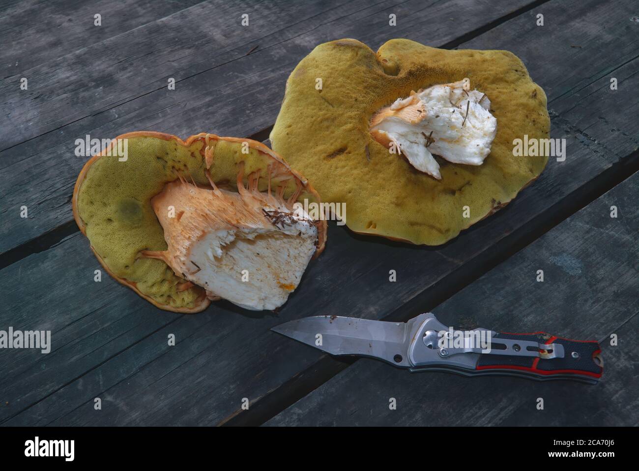 Boletus edulis Pilze auf alten hölzernen Hintergrund.Herbst Cep Pilze.Gourmet-Essen. Stockfoto