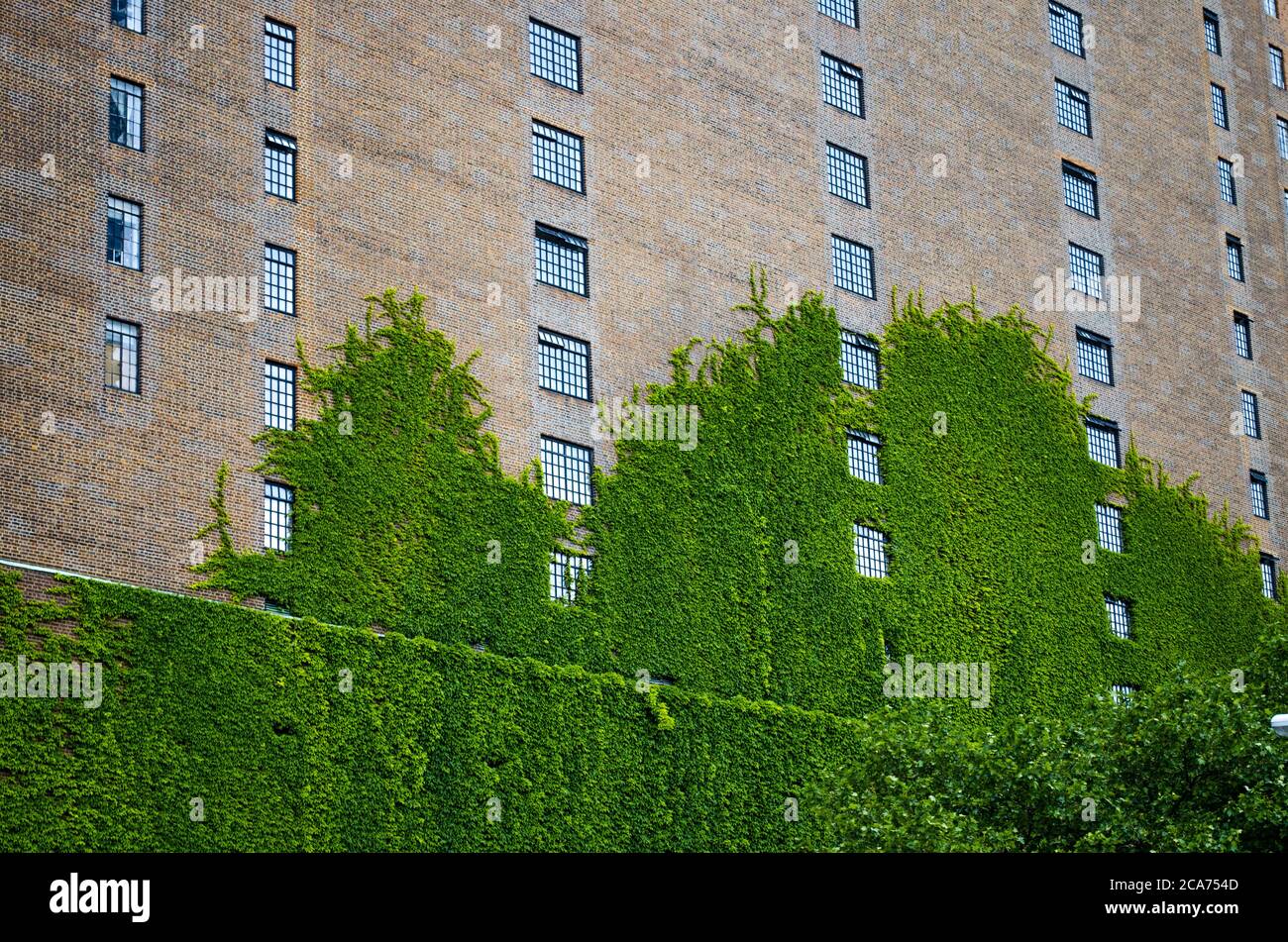 New York City Backstein Wohngebäude Wand mit hellen kletternden Efeu Reben bedeckt Stockfoto
