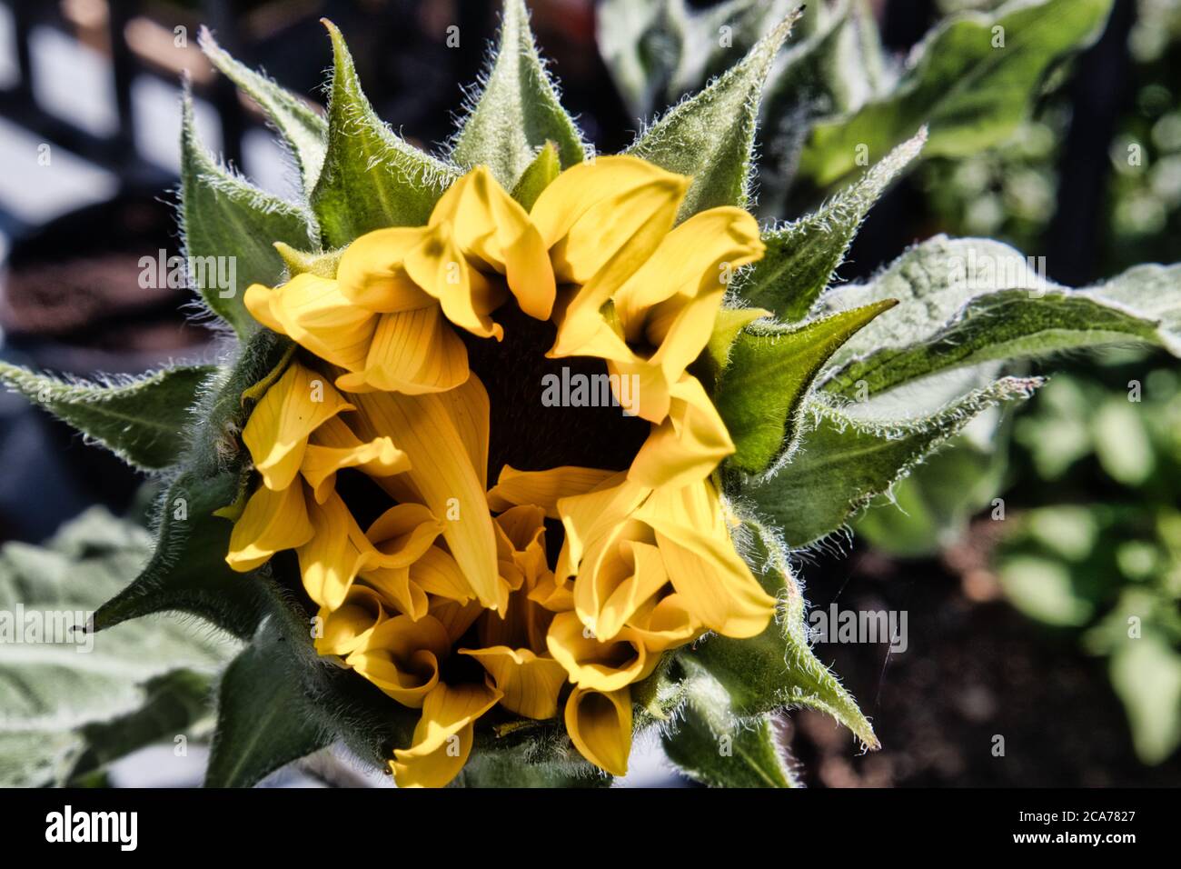 Junge Sonnenblume öffnet sich Stockfoto