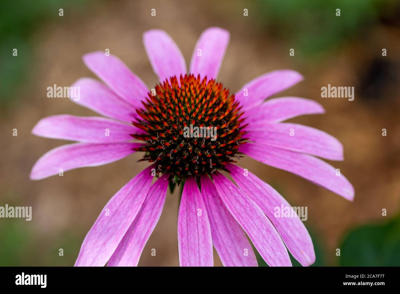 Makro abstrakte Textur Ansicht eines Blütenkopfes auf einer blühenden lila Koneflower Pflanze mit defokussierten Hintergrund und Kopierraum Stockfoto