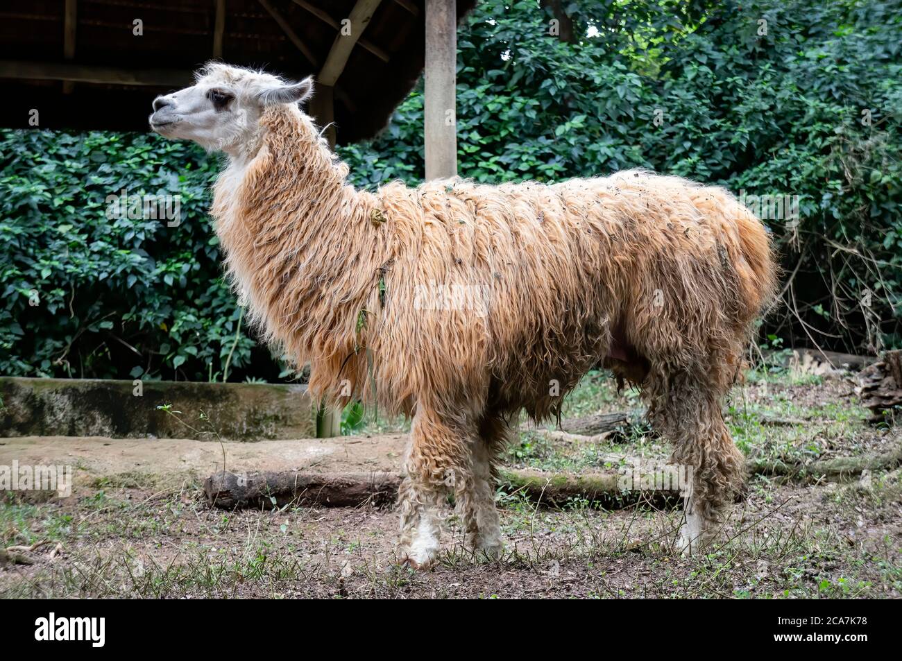Ein Llama (AKA Lama glama - ein domestizierter südamerikanischer Kamelide), der in seinem Platz im Zoo Safari zoologischen Park steht. Stockfoto