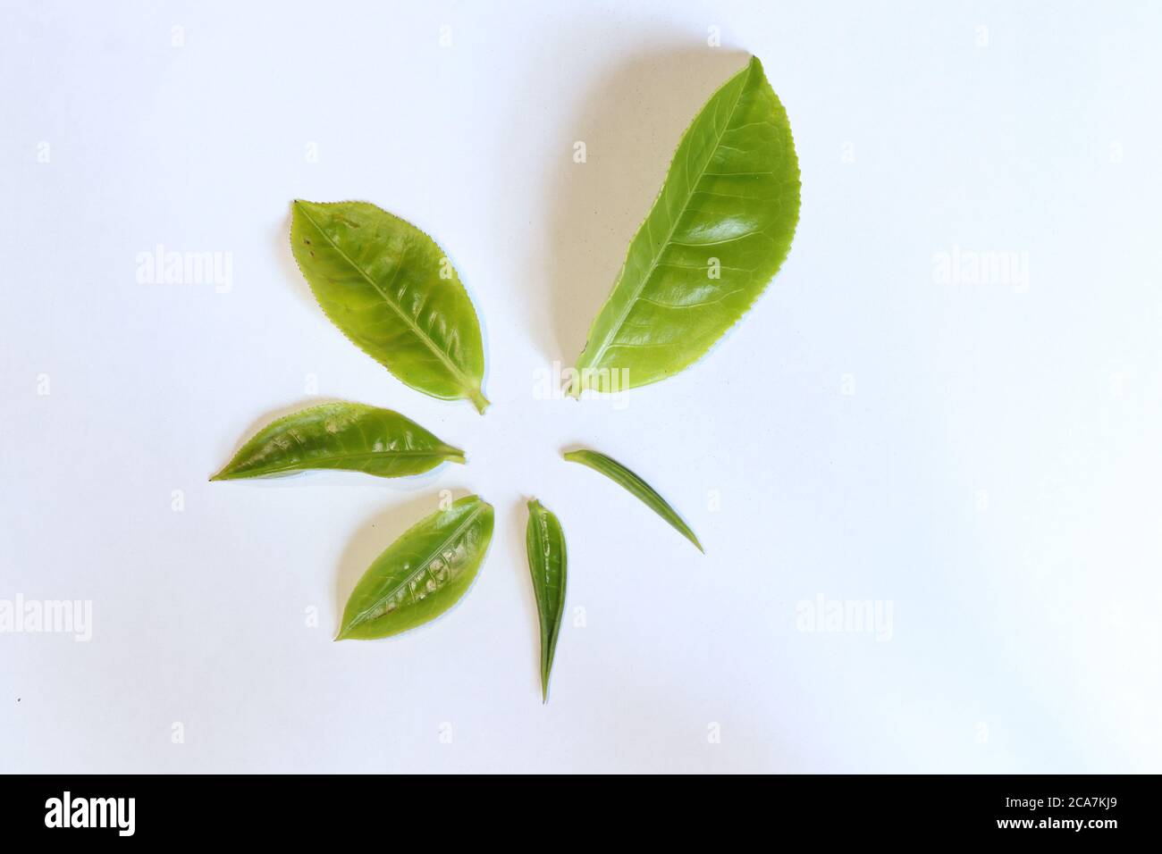 Der Lebenszyklus von Teeblättern von Knospen zu denen, die isoliert weißen Hintergrund geblüht haben Stockfoto