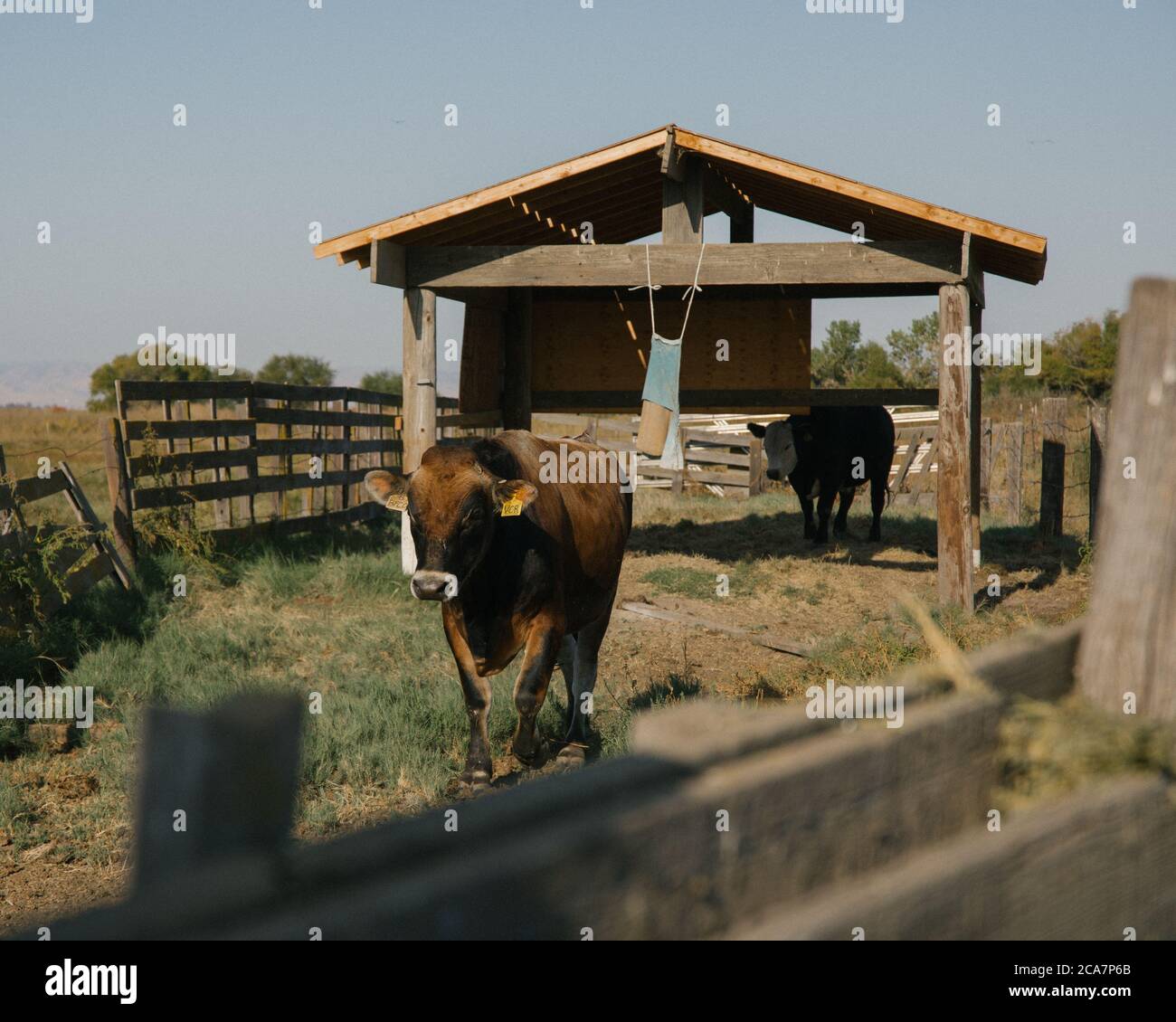 Kühe auf einem Bauernhof im Central Valley, CA Stockfoto